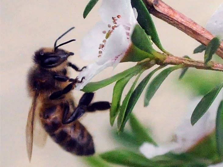Unleashing the Power of Manuka Honey: A Potential Natural Remedy for Breast Cancer Reduction