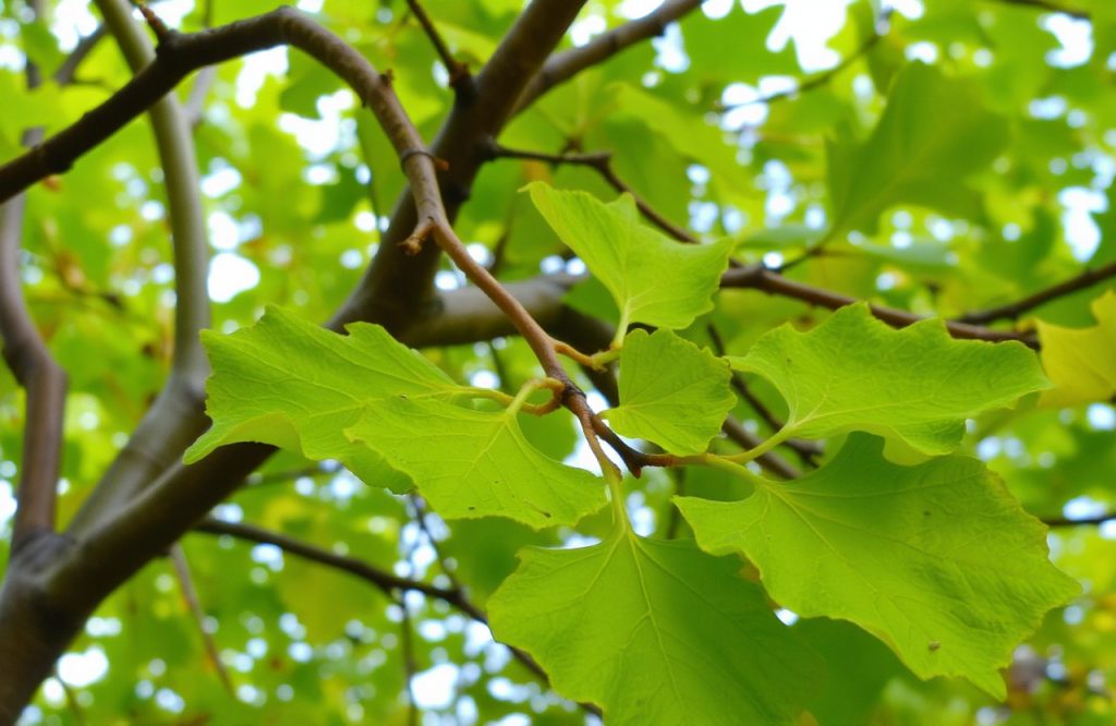 The Safety of Ginkgo Biloba: What You Need to Know Before Taking It