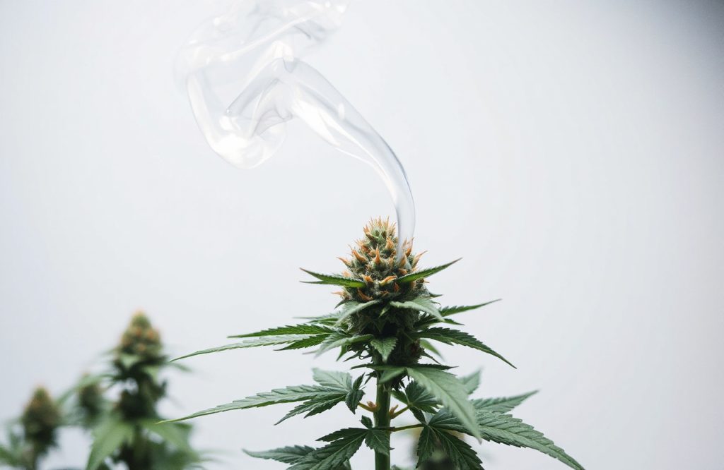 Debunking the Secondhand Cannabis Smoke Myth: What You Need to Know