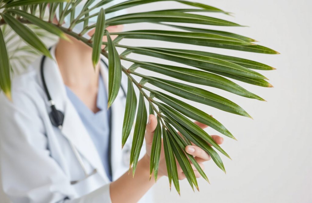 Exploring the Current Medical Uses and Benefits of Saw Palmetto
