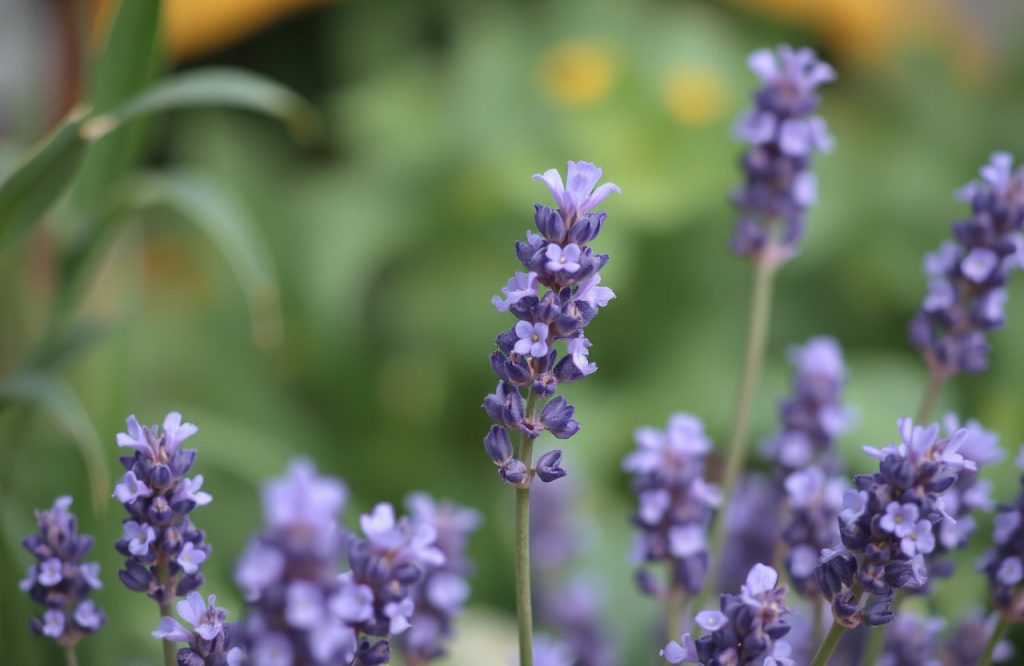 El Poder de la Lavanda: Un Estudio Revela Su Efecto Relajante en la Ansiedad
