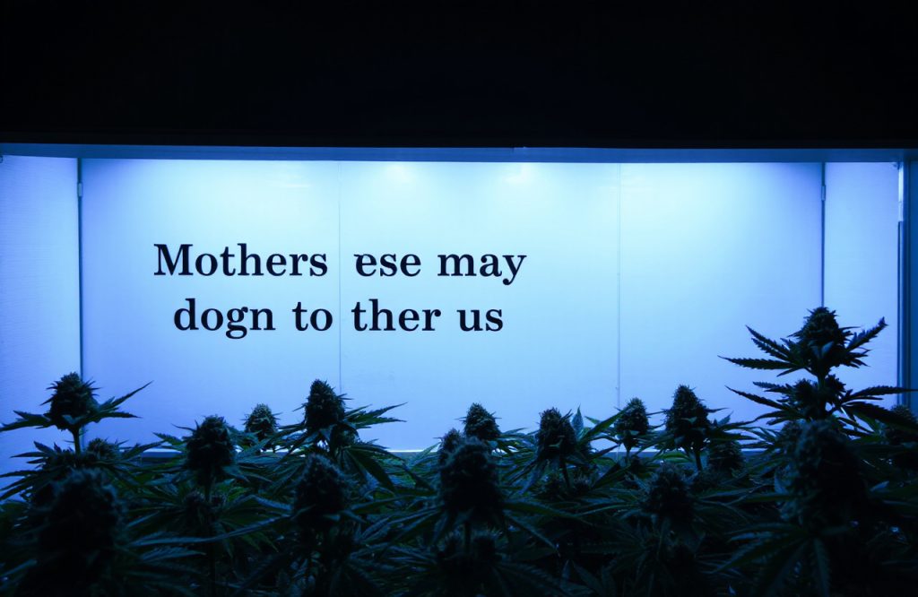 Impact of Maternal Cannabis Use on Early Drug Experimentation in Children