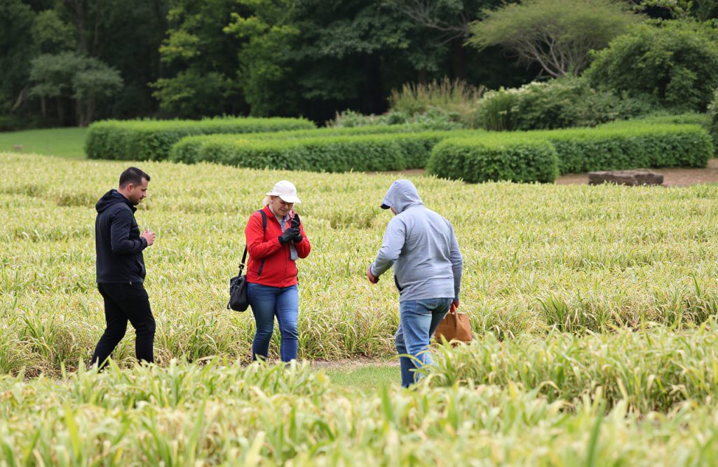 El Arsénico en el Arroz y su Relación con la Enfermedad de Hígado Graso