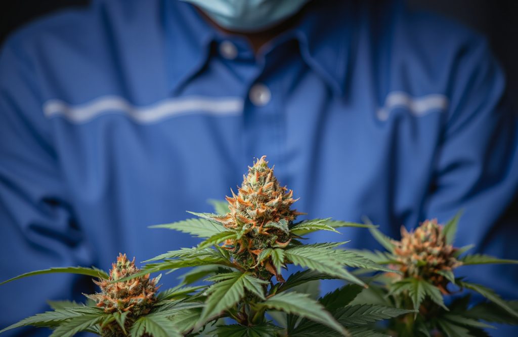 Understanding Cannabis Contraindications: What You Need to Know for Safe Use