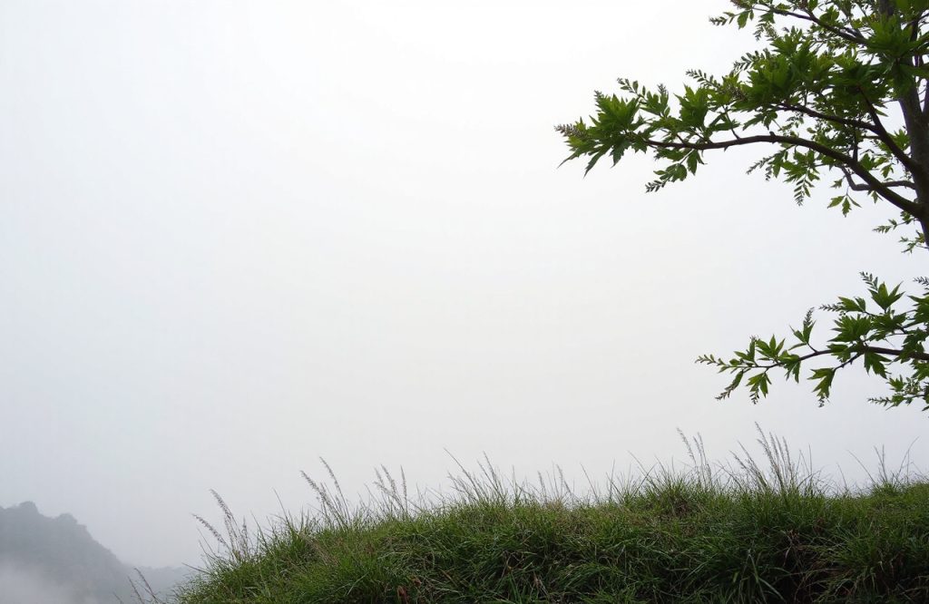 Safeguarding the Environment: A Key Strategy to Prevent Future Pandemics