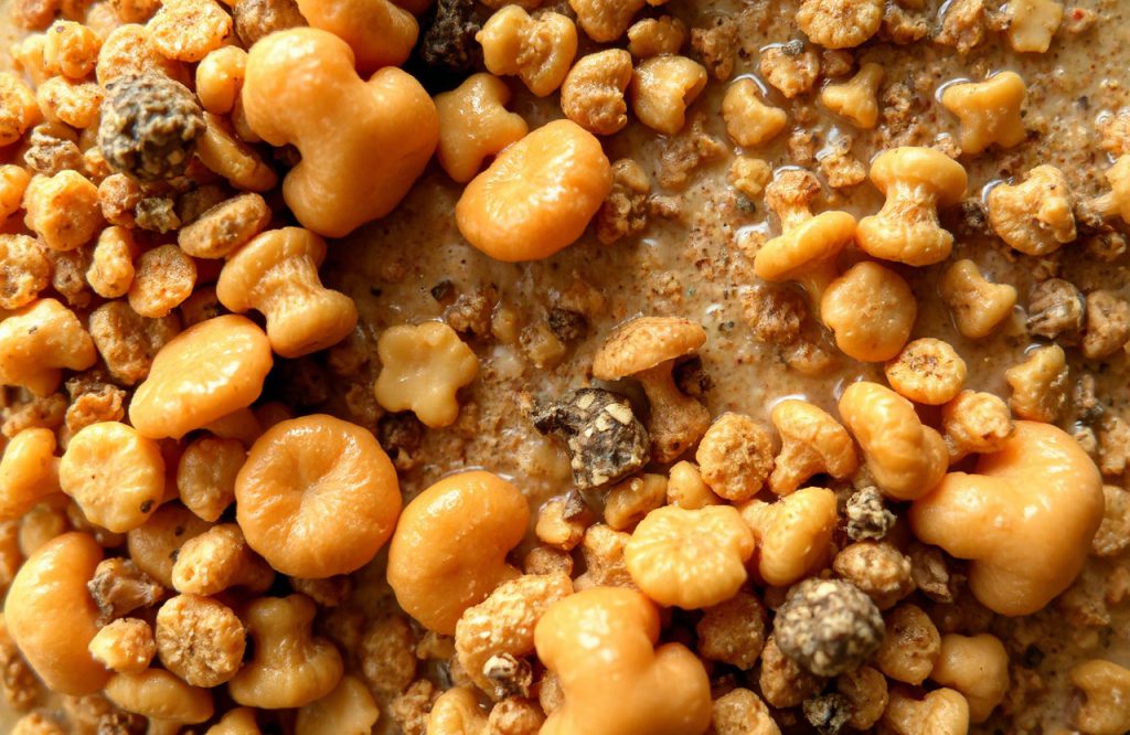 Understanding Coccidioidomycosis: Causes, Symptoms, and Treatment Options